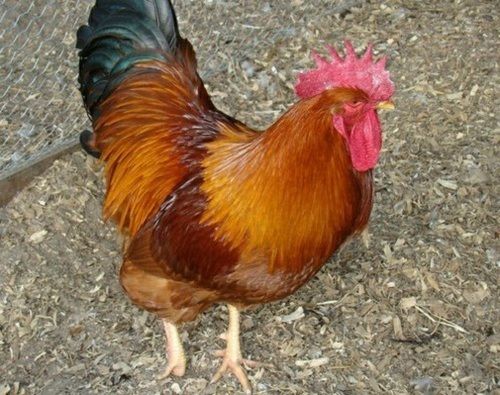 Premium Grade100% Pure Natural Brown And Healthy Giriraj Country Chicken  Gender: Female