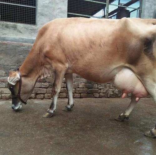 Premium Grade100% Pure Natural, Brown And Healthy Jersey Cow 