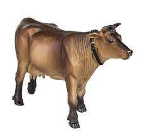 Premium Grade100% Pure Natural, Brown And Healthy Safari Jersey Cow 