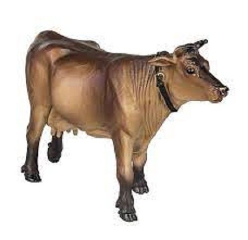 Premium Grade100% Pure Natural, Brown And Healthy Safari Jersey Cow  Gender: Female