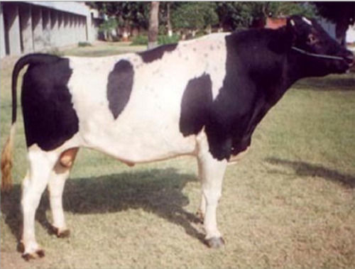 Premium Grade100% Pure Natural White And Healthy Hf Bull Cow  Gender: Female