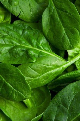 Good For Health Pesticide Free Highly Nutritious Value Fresh Green Spinach Leaves