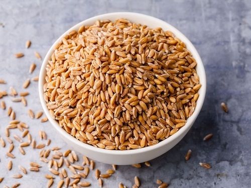 Long And Slender Leaves New Fresh Golden High Quality Kishan Wheat