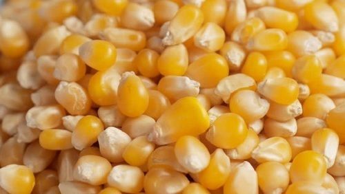 Hygienically Processed Natural And Dried Yellow Maize Seeds