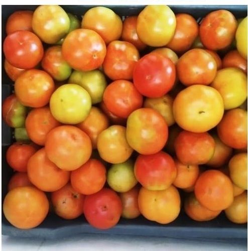 Pack Of 1 Kilogram Round Shape Red And Green Fresh Tomato 