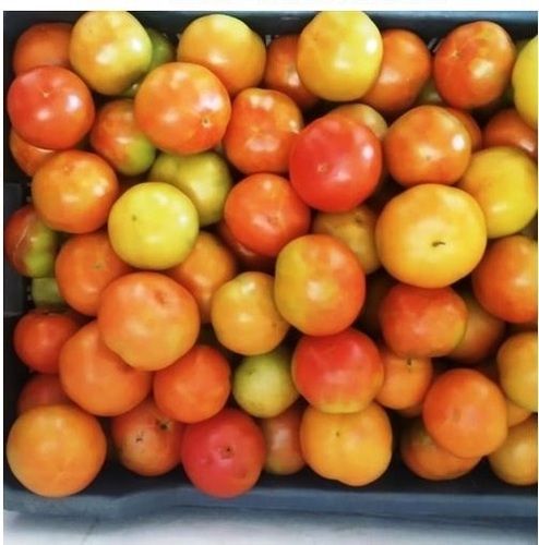 100 Percent Natural And Pure Food Grade Round Shape Fresh Tomatoes For Cooking Shelf Life: 5 Days