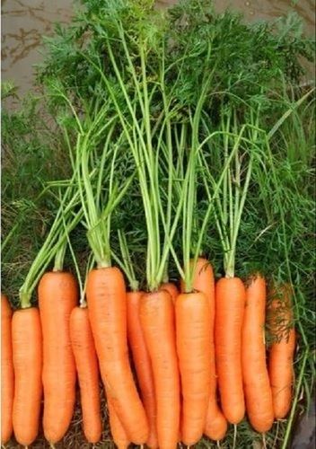 Sweet Taste Food Grade Fresh Red Carrot 0.9 Gram Protein Pack Of 10 Kilogram Red Carrot 