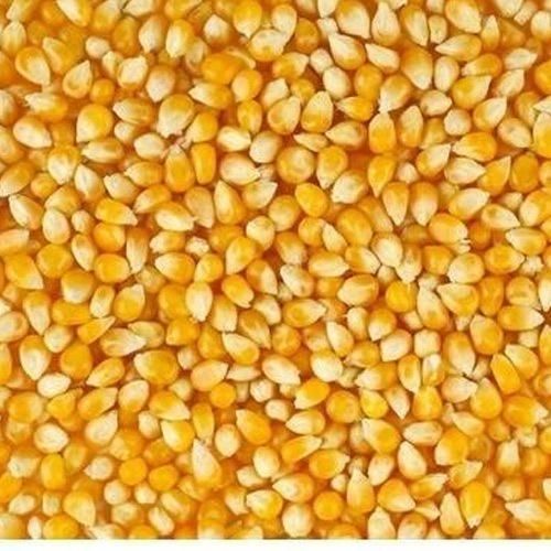 A Grade Yellow Maize Grain