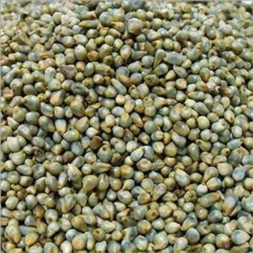 Chemical Free Eco Friendly Fresh Natural Healthy Pure Green Bajra Grain Seeds