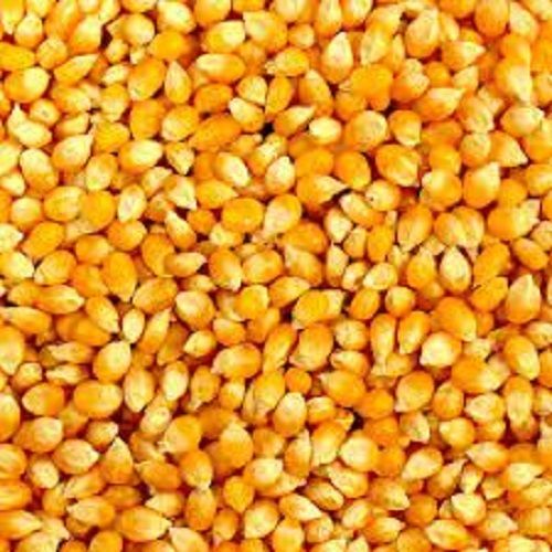 Fresh Environment Friendly Chemical Free Natural Healthy Yellow Corn Grain Seed