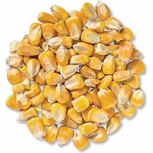 100 Percent Natural Quality And Healthy Yellow Dried Whole Crispy Maize Seed Broken Ratio (%): 2%