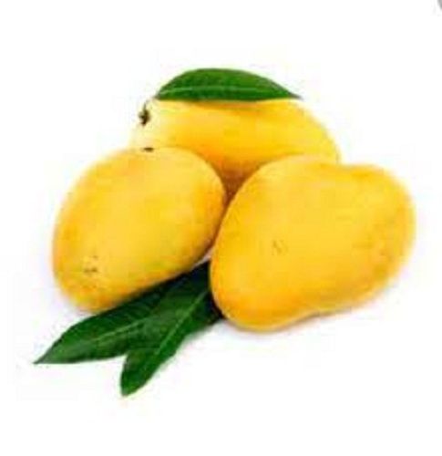 Common Rich In Vitamins Natural Fresh And Healthy Sweet Delicious Yellow Mango