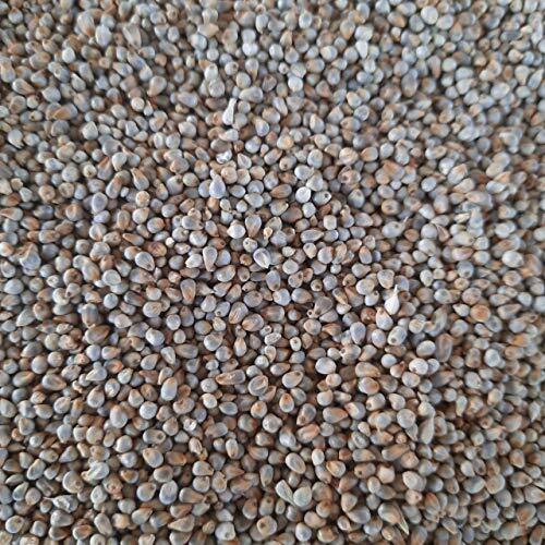 Hygienically Prepared And No Added Preservatives Fresh Grey Red Pearl Millet 