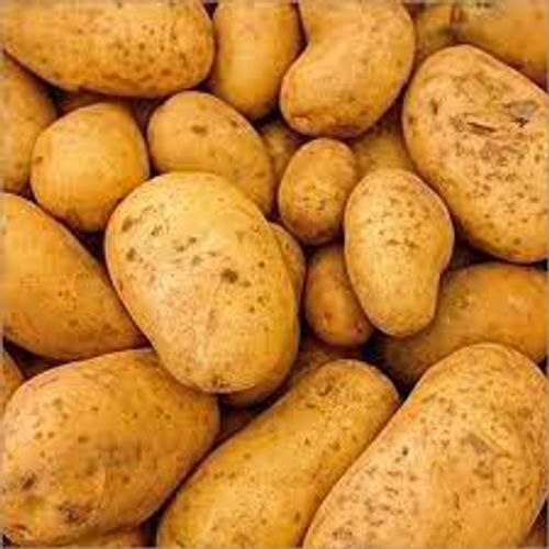 Naturally Grown And Raw Elliptical Shaped Preserved Fresh Potato, 1 Kg 