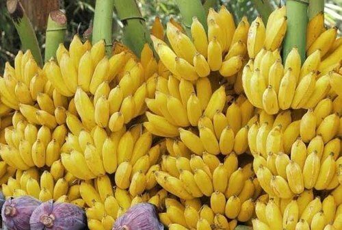 Yellow Absolutely Delicious Sweet Natural Healthy And Nutritious Poovan Banana