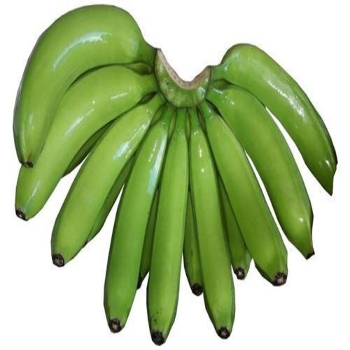 Fresh Green Bananas - Nutrient-Rich Source of Potassium, Vitamin C, Dietary Fiber, Sweet Flavor, Versatile for Smoothies, Breads, and More