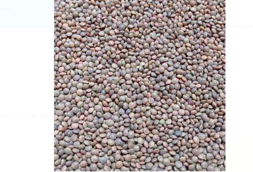 Pack Of 1 Kilogram Pure And Natural Dried Black Masoor Dal For Cooking