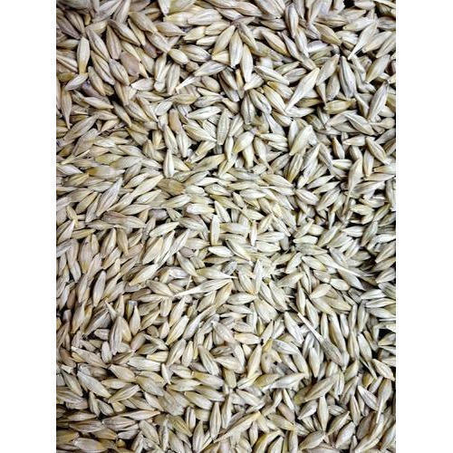 Protein Rich Light Brown Pure And Natural Protein Nutrition Fiber Potassium Grain Barley