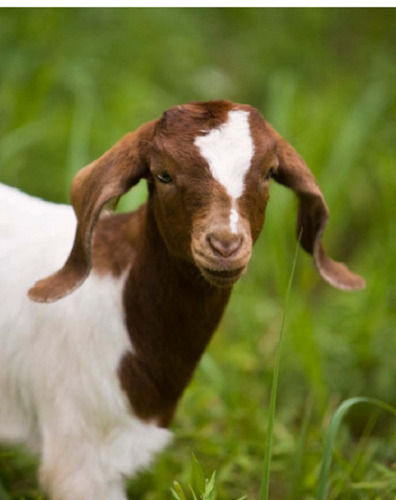 White And Brown 7 Kilograms 6 Month Old Live Boer Breed Goat Baby