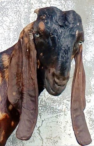 Brown Male Beetal Live Goats