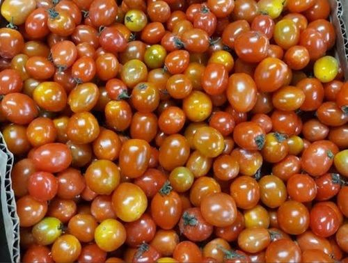 Hygienically Processed Good Source Of Nutrition Fresh Healthy Round Red Tomatoes