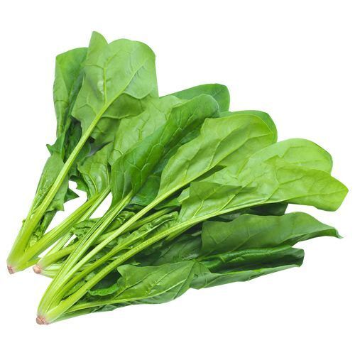 Wholesale Price Natural Fresh Green Spinach Vegetables