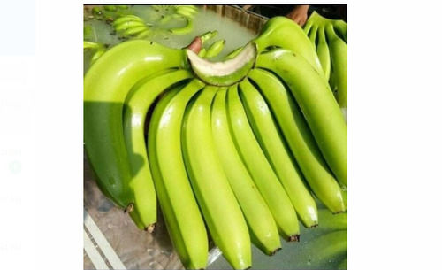  Grade G9 Vegetable Organic And Fresh Green Banana 