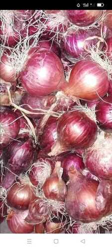 Wholesale Price Export Quality Red Onion for Vegetables and Salads