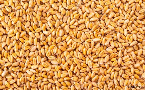 Chemical Free Healthy And Hygienically Processed Brown Wheat Grain