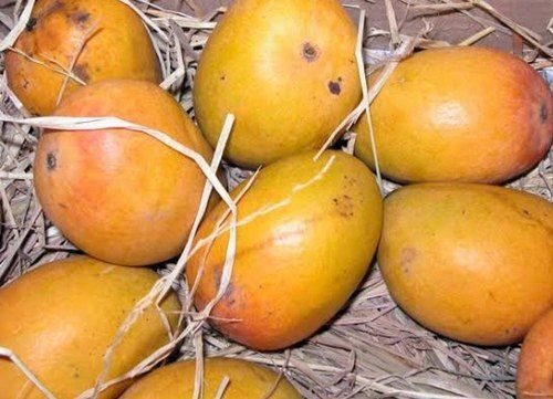 Round Delicious Tasty Mouthwatering Healthy Yellow Sweet Alphonso Mangoes