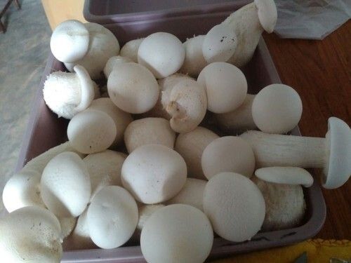 Pesticides Free Fresh Highly Nutritious Rich In Vitamins Fiber Healthy Tasty Mushrooms 