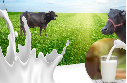 100% Natural Pure And Fresh Healthy Buffalo Milk Rich In Calcium Vitamins Age Group: Children