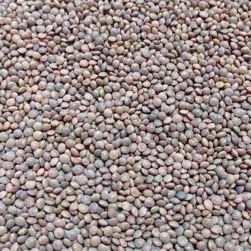 Dried Common Cultivated A Grade Whole Round Black Masoor Dal
