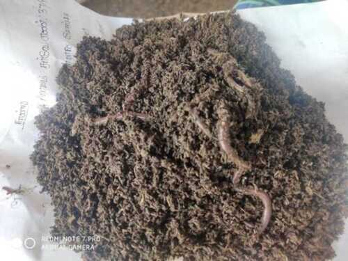 Earthworm For Agriculture Usage, Length 3 Inch And Brown Color