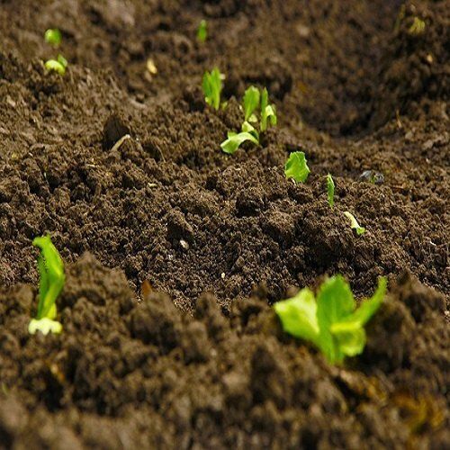 Eco Potash Potassium Mobilizing Bio Fertilizer