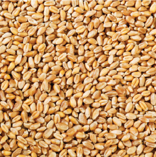 Pack Of 50 Kilogram 13.5 Percent Moisture Yellow 2.5 Gram Fat Wheat Grain 