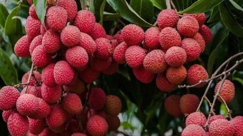 Pack Of 1 Kg Delicious Natural And Sweet Fresh Red Litchi 