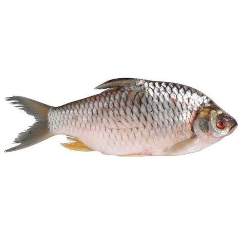 Healthy And Fresh Good Source Of Protein Fiber Silver Colour Frozen Fish