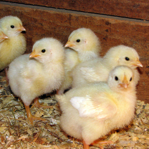 High In Protein And Low In Cholesterol Poultry Farm Yellow Chicks