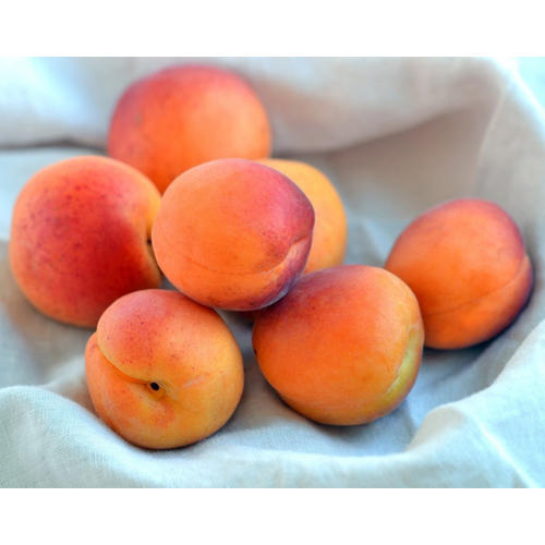 Round Shape Good Health Pesticide Free Orange Vitamins Rich Fresh Apricots Fruits