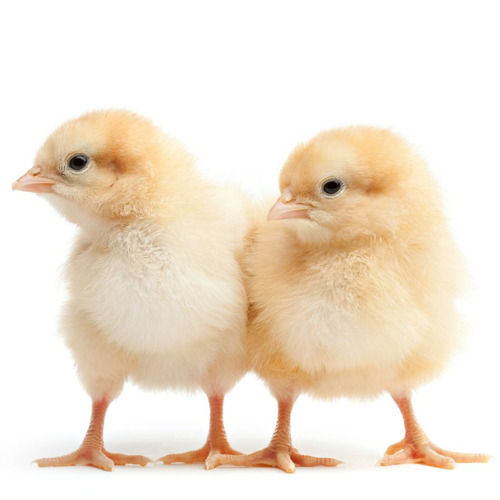 Low In Cholesterol And High In Protein Disease Free Poultry Farm Chicks