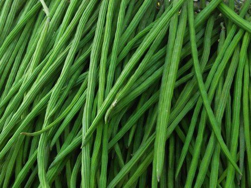 Indian Origin Naturally Grown Antioxidants And Healthy Green A Grade Drumstick Vegetable Preserving Compound: Raw