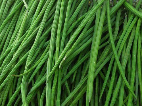 Hygienically Processed And Vitamins Enriched Healthy Farm Fresh Green A Grade Drumstick Vegetable 