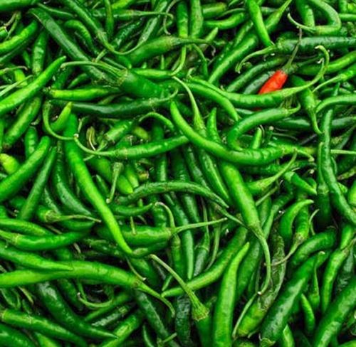Natural Healthy Enriched In Iron Vitamins And Potassium Fresh Green Chilies