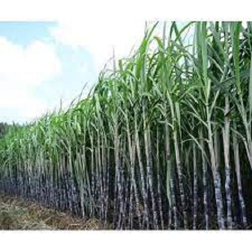 Common Premium Grade Best Tasty And Healthy Natural Grown Fresh Black Sugar Cane