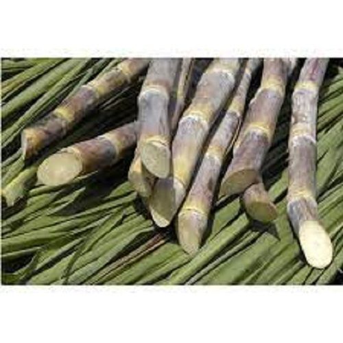 Premium Grade Best Tasty And Healthy Natural Vitamins Fresh Black Sugar Cane