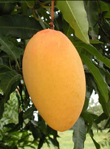 Handpicked Graded and Sorted High Quality Standard Sweet Yellow Dasheri Mango