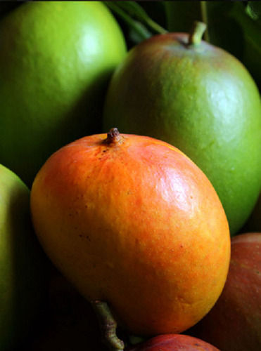 Naturally Grown, Handpicked Graded and Sorted Top Quality Sweet Alphonso Mango