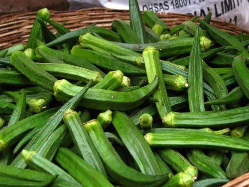 Cylinderical Nutrient-Dense And Organic Fresh Vegetable Green Lady Finger, For Cooking Use 