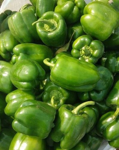 Round Powerful Antioxidants And Anti-Inflammatory Vegetable Fresh Green Capsicum